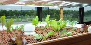 Aquaponics system in Hill-Macaluso Hall